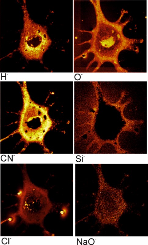 Individual cell fixed after dehydration with glutaraldehyde.